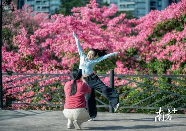 粤享暖冬！异木棉花海暴击，网友：请北方朋友看过来