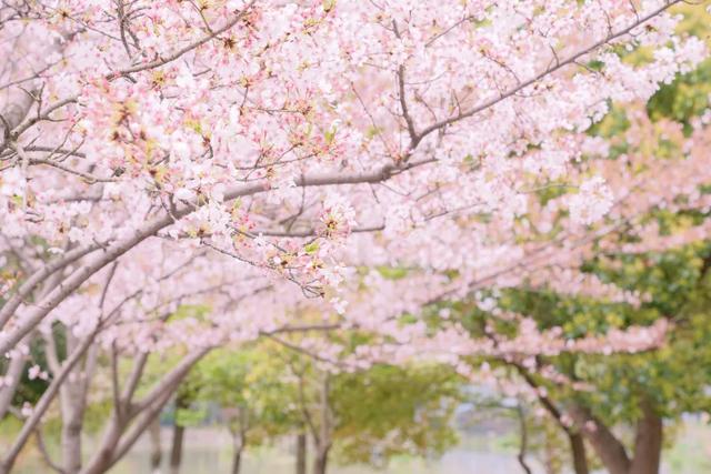 一不留神！湖州的樱花已经美成这样了