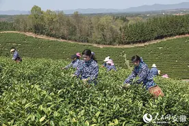 安徽南陵：躬耕茶垄采茶人图片