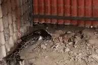 50斤巨蟒闯入饭店家禽窝！咬死4只母鸡，饱腹时……图片