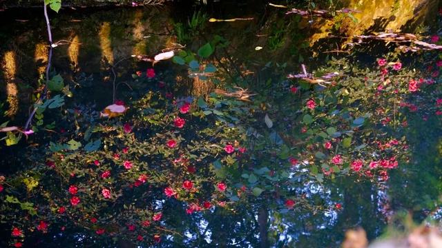 闭眼出片！武汉植物园茶梅进入最佳观赏期 这份浪漫攻略请收好