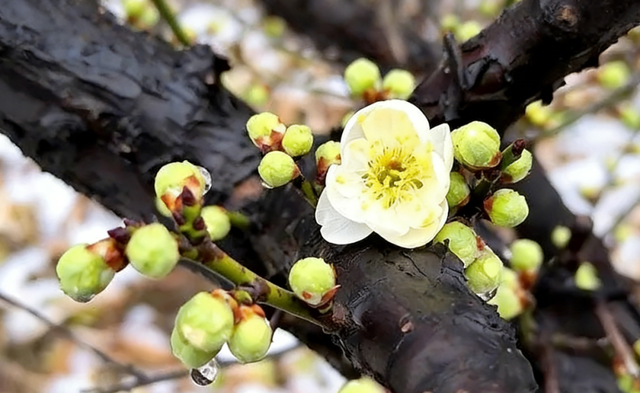 踏雪寻梅！来河南邂逅冬日限定浪漫吧