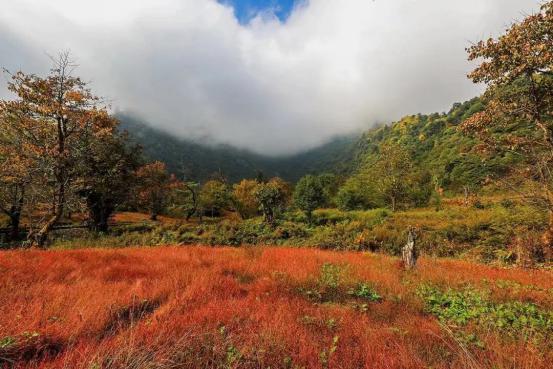 乐山秋日限定最后一波：红叶漫山处，林海踏秋时