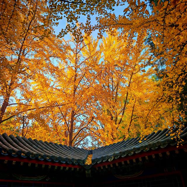 银杏如金！北京秋天真是美极了