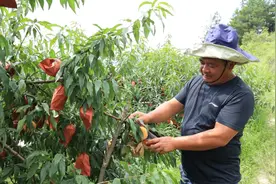 三穗县桐林镇半溪村：黄桃熟了 果农采摘笑开颜图片