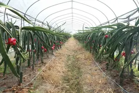 松溪：火龙果喜丰收  采摘尝鲜正当时图片