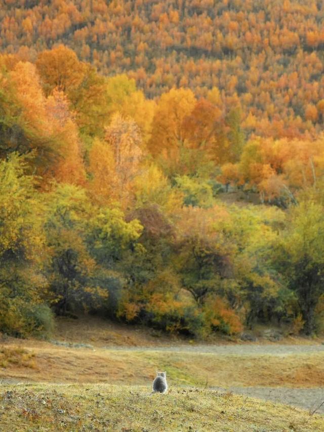 听说放秋假了？新都桥这波秋日余温太美了