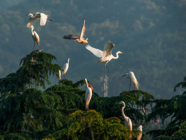 限时免费！江北有7家！