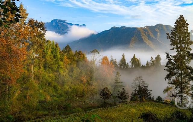 雾绕彩林伴冬阳