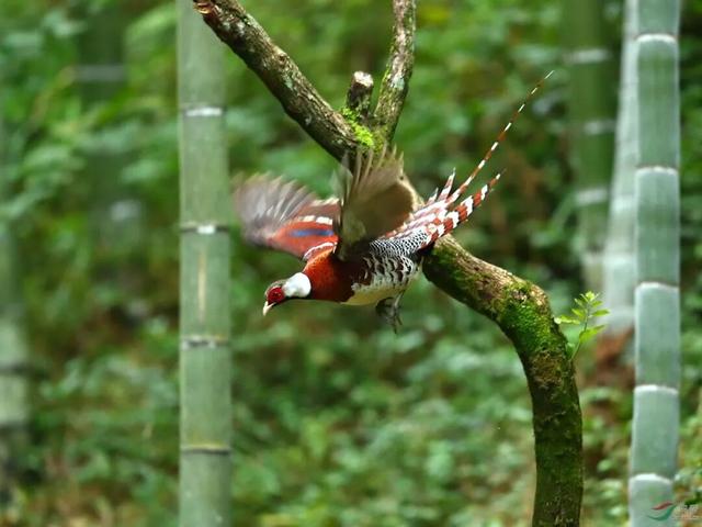 三明文旅福利来啦！《疯狂动物城2》联名公仔免费抽，手慢无！