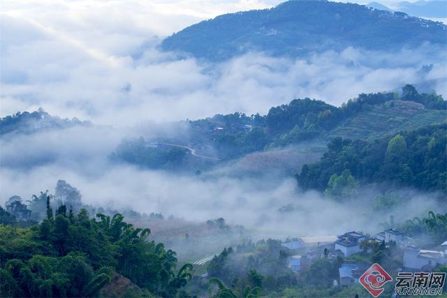 临沧临翔：邦东乡秋茶遇云海 山水画卷醉游人