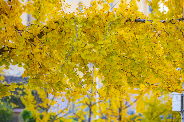 金灿灿！宜都限定美景上线！