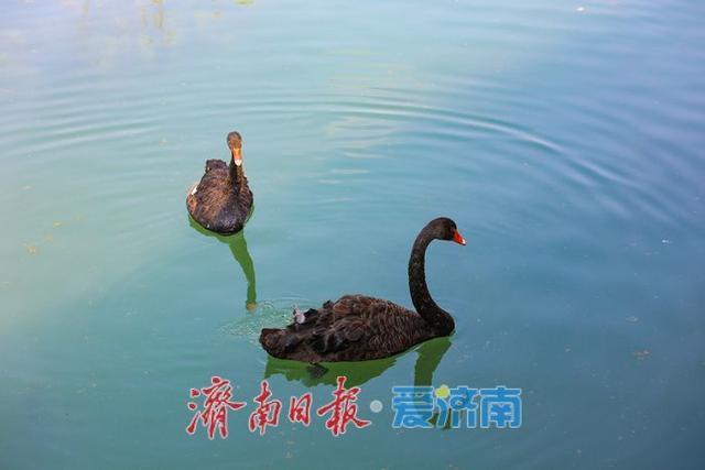 稻风荷语 绿意诗行 | 一年四季 泉在济南