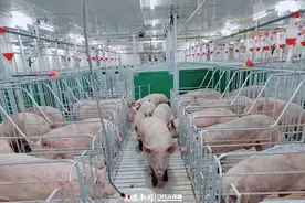 让猪在此惬意生活！荔波开启智慧养猪新模式图片