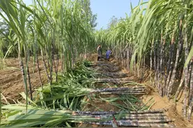 河南罗山甘蔗迎丰收 开启甜蜜“致富路”图片