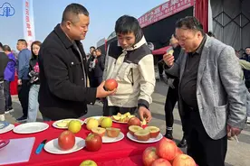 脆、甜、香、水分足！好吃的庆阳宁县苹果在津开售，辐射京津冀图片