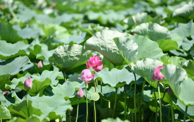 来宿城，打卡我“荷”你的浪漫