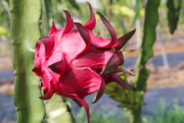 南宁冬季水果采摘全攻略 | 东北老铁、西北家人，告别猫冬！来南宁实现“水果自由”