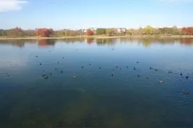 黄山屯溪区：候鸟迁徙季 白骨顶鸡栖息屯溪图片
