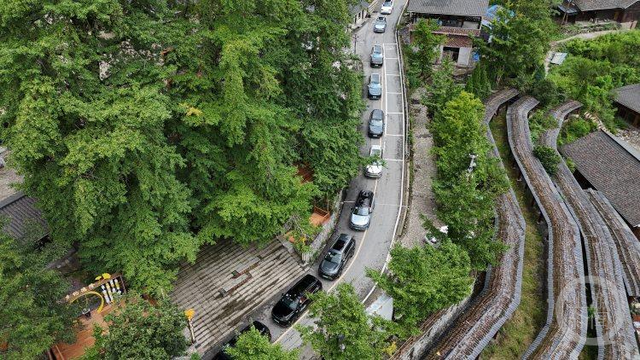 行走的“生态课”！中外青少年在金佛山178环线探寻古树、清洁溪岸