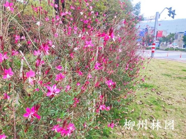 【绿化处】前茅公园冬日花海绽放