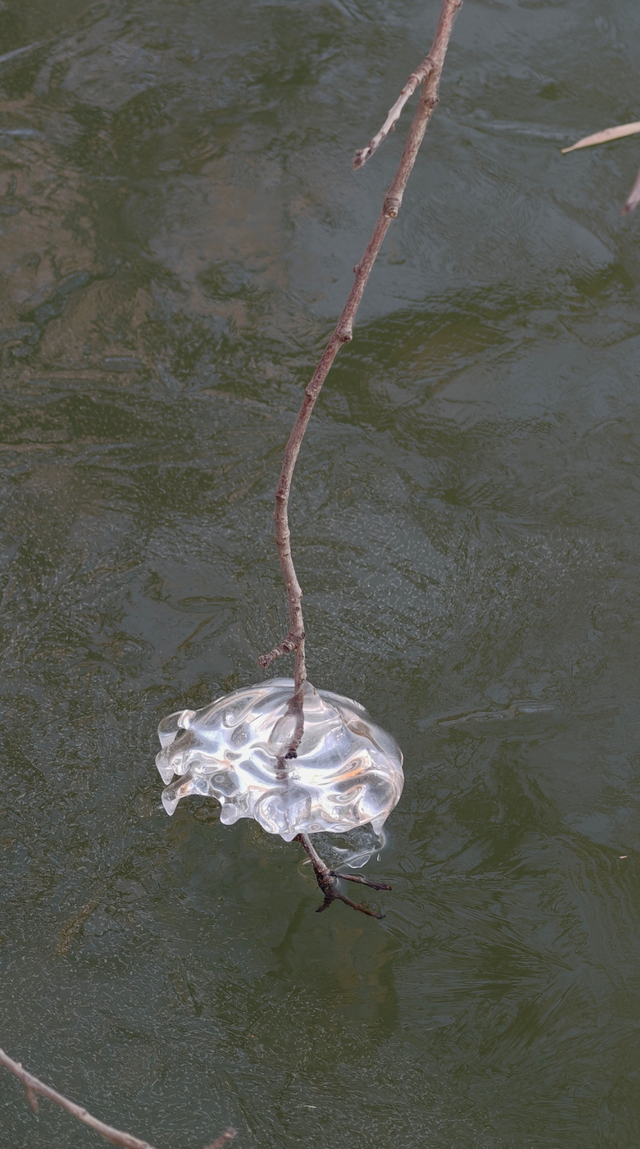 冬日颐和园：昆明湖冰裹树枝，宛如水晶雕塑