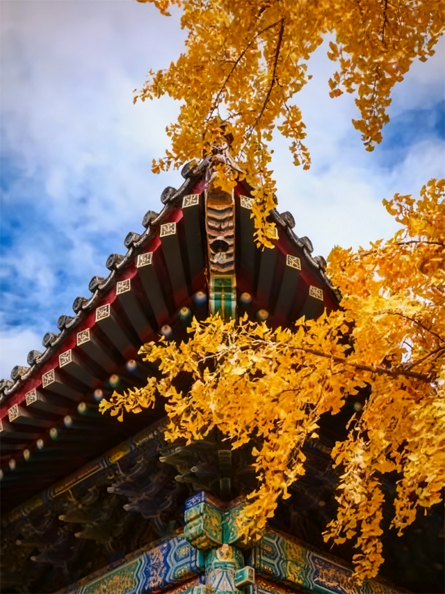 多彩京秋｜最美金秋赏银杏地