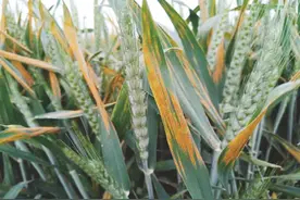 作物病害防治药剂的选择图片