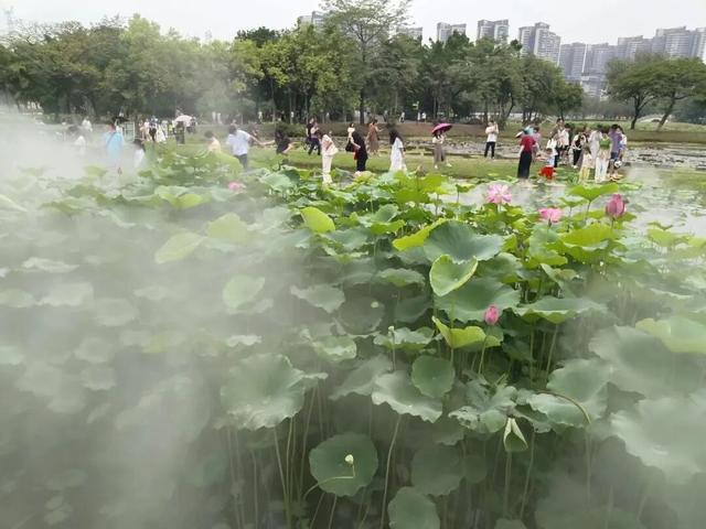 成功通过4A景区复核！三水荷花世界将有这些变化→