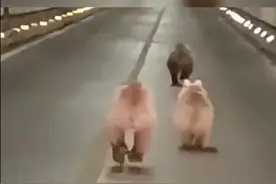 新疆3头棕熊在隧道里夜跑 肉嘟嘟的很可爱，交警暖心护送图片