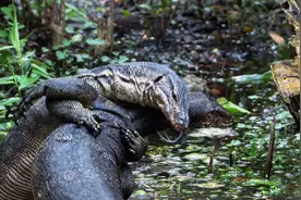 香港展出超8年的水巨蜥出逃，长达1.5米，园方提醒：切勿试图捕捉图片