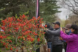 陶然亭公园海棠春花文化节明天开幕，首次设立室外海棠精品盆景展图片