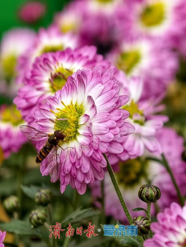 一年四季 泉在济南丨泉畔初冬，被菊花镶上了“金边”