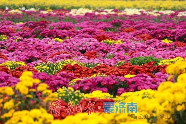 金秋如约，“菊”世无双！平阴盆王菊花文化节暨秋季黄河大集盛大开幕