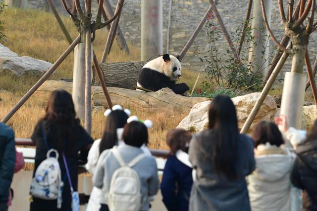 到绵阳赴一场与大熊猫的“约会”丨市州观察