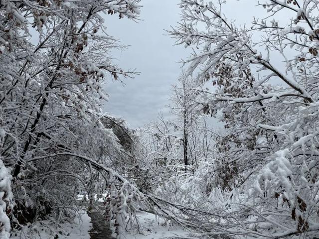 等来了！白河入冬第一场雪，竟藏着这样的景致