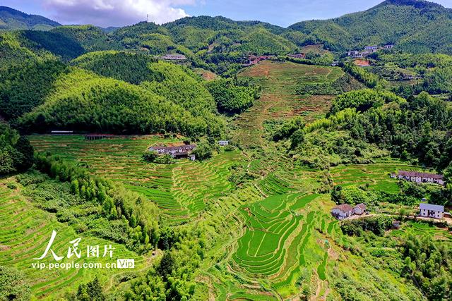 江西崇义：初秋梯田景如画