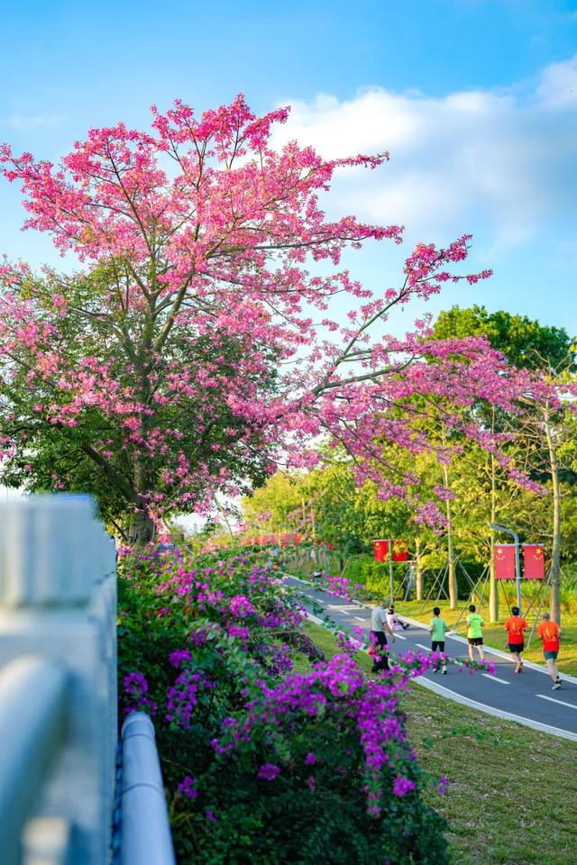 最美松湖 | 这棵“顶流”异木棉到底有多顶？