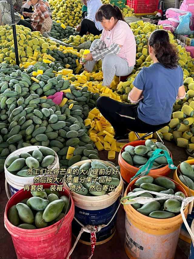 百色田东，“中国芒果之乡”不止芒果！