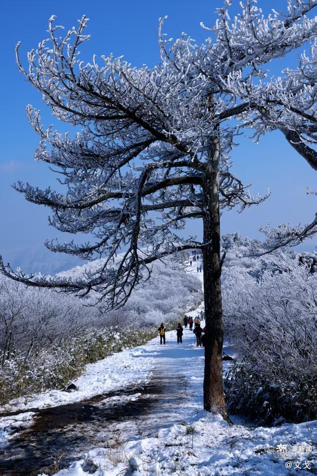 晚潮｜桐杭岗今冬第一场大雪