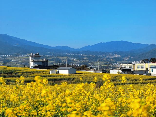 临沧临翔区3万多亩油菜花盛放