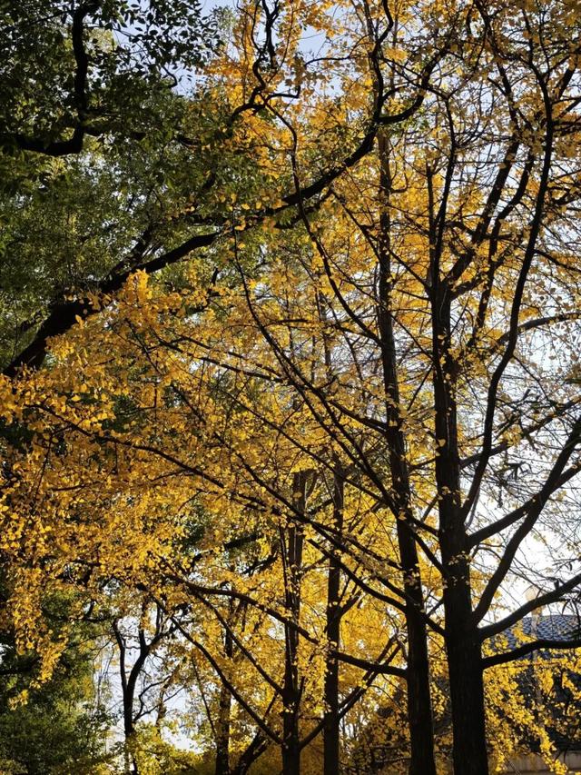 开福上新色：捕捉开福黄调时刻