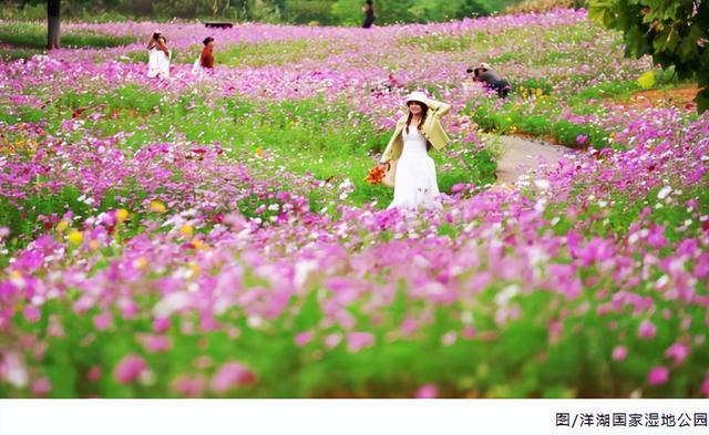 秋日限定！长沙这片300亩“油画花海”美到窒息，人少免票超出片