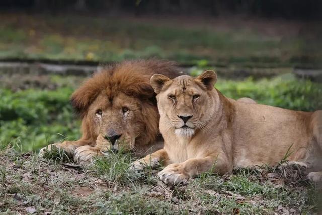 比电影还上头，重庆现实版“疯狂动物城”，超好逛！