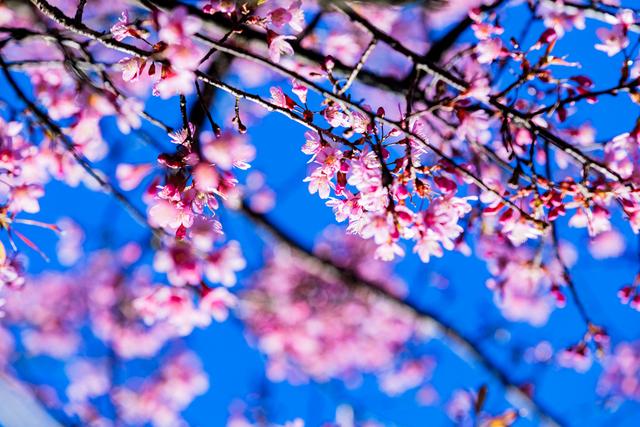 昆明冬樱花粉艳花簇缀满枝头