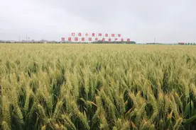 温县：一粒麦种 撑起粮食增产大图景图片