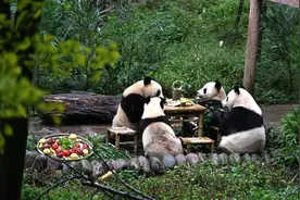 中国大熊猫保护研究中心：大熊猫“吃月饼”欢度中秋图片