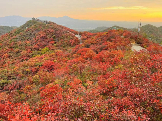 重阳登高赏红叶！这座山被河南交通广播听众的热情点燃！