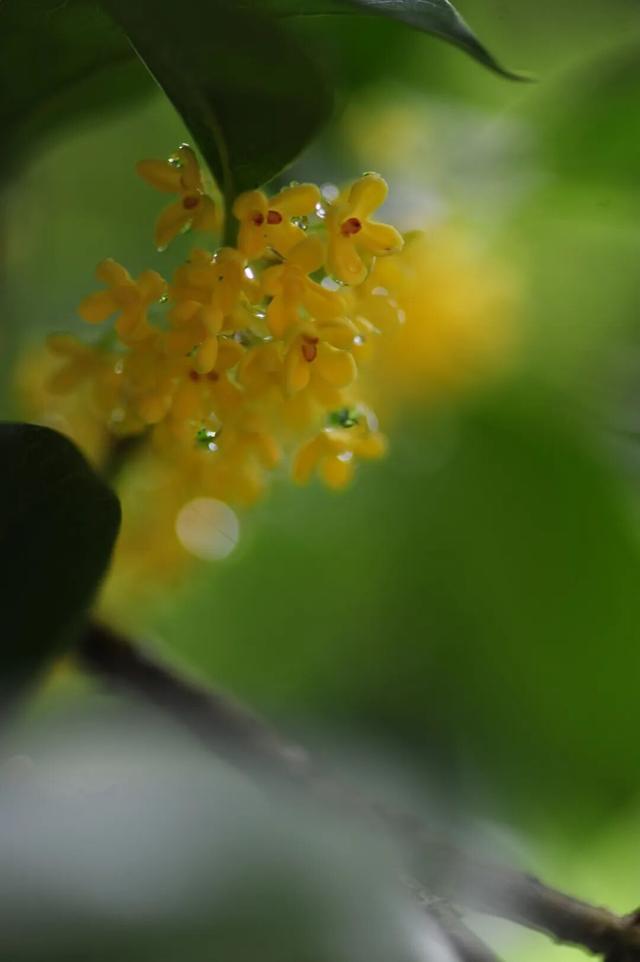 香迷糊了！昆明老品种秋天，从金殿桂香开始！