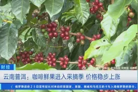 缀满枝头！云南普洱咖啡鲜果进入采摘季，咖啡生豆综合产值或超75亿元图片